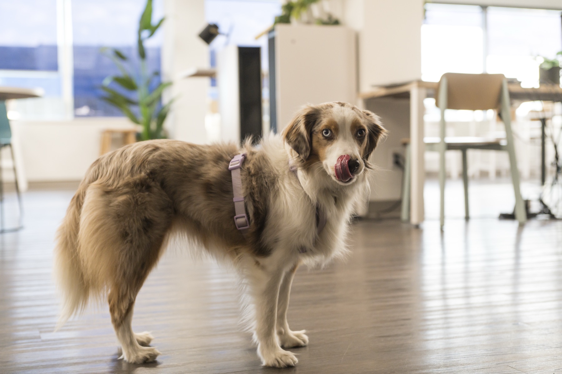 An office dog standing on the hardwood floor of the Thinkific office during a team happy hour